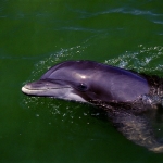 Dolphin-7-06