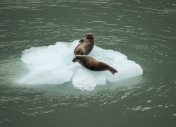 Alaska