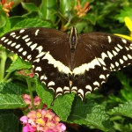 Butterfly0006