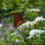 Butterfly0022