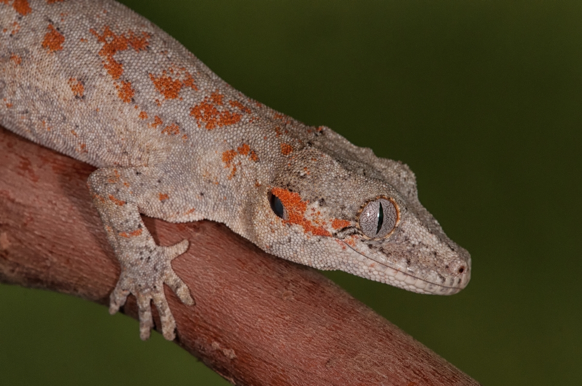 Orange Spotted Gargoyle Gecko-2