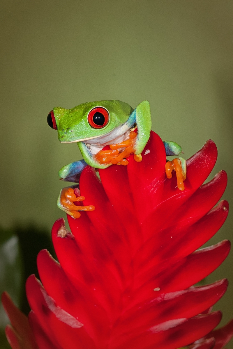 Red-Eyed Tree Frog-1