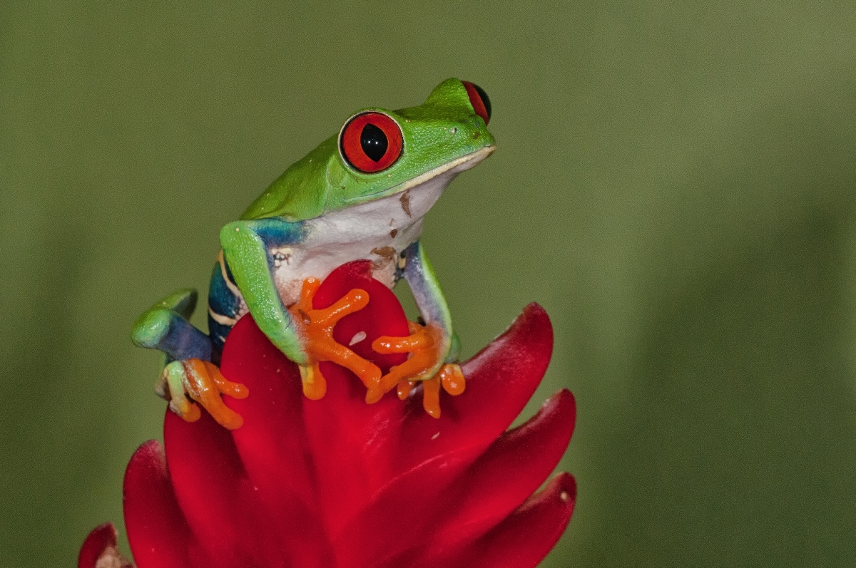 Red Eyed Tree Frog-3