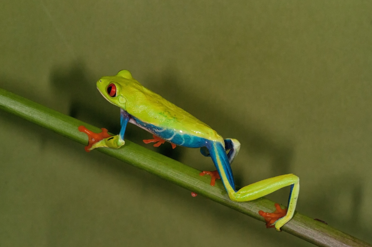 Red Eyed Tree Frog-4