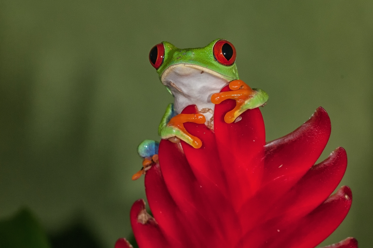 Red Eyed Tree Frog-5