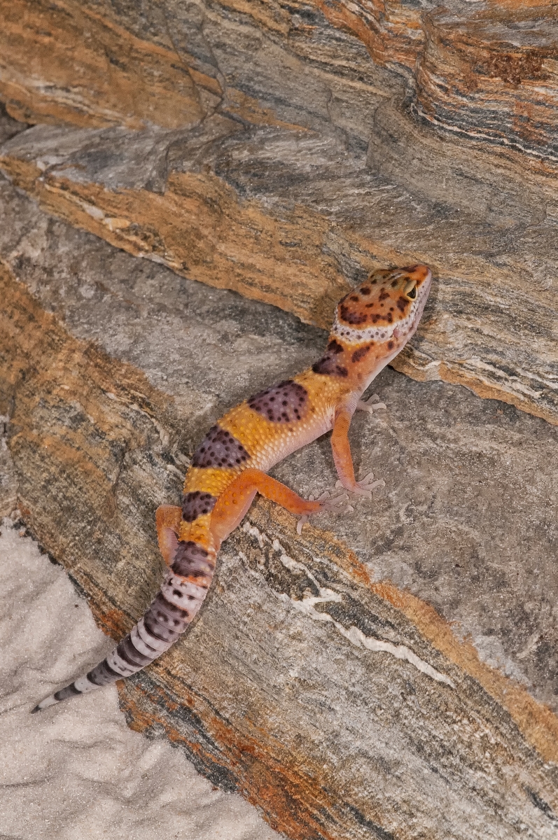 Unknown Gecko-2
