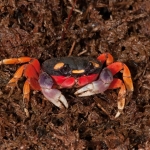Halloween Crab-2