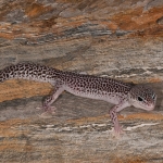 Leopard Gecko-1