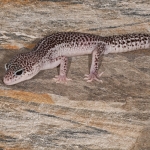 Leopard Gecko-2