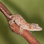 Orange Spotted Gargoyle Gecko-1