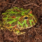 Pacman Frog-1