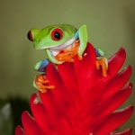 Red-Eyed Tree Frog-1