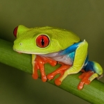 Red Eyed Tree Frog-2