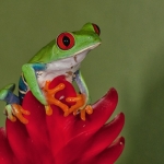 Red Eyed Tree Frog-3