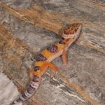 Unknown Gecko-2