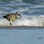 Shore-Birds-0058: 2009
